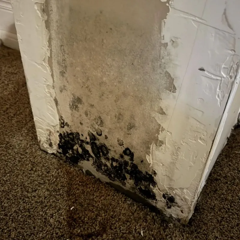 Professional Mold Removal in Frio County, TX